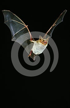 Mouse Eared Bat, myotis myotis, Adult in Flight against Black Background