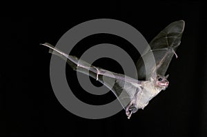 Mouse-Eared Bat, myotis myotis, Adult in Flight against Black Background