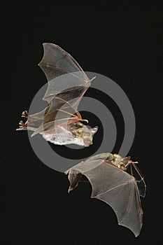 Mouse-Eared Bat, myotis myotis, Adults in Flight against Black Background