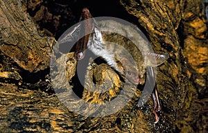 Mouse Eared Bat, myotis myotis, Adult emerging from Stump