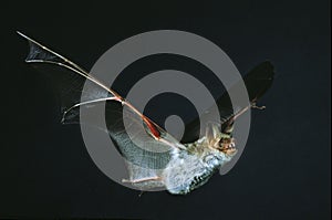 Mouse Eared Bat, myotis myotis, Adult in Flight against Black Background