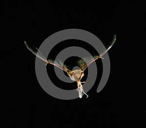 Mouse-Eared Bat, myotis myotis, Adult in Flight, Catching Grasshopper