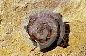 Mouse-Eared Bat, myotis myotis, Adult Hibernating in a Cave, Humidity drops on its Back