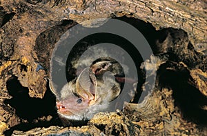 Mouse-Eared Bat, myotis myotis, Adult standing in Stock