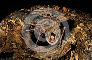 Mouse Eared Bat, myotis myotis, Adult standing on Stump, with Open Mouth, Defensive Posture