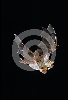 Mouse-Eared Bat, myotis myotis, Adults in Flight against Black background