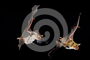 Mouse-Eared Bat, myotis myotis, Adults in Flight against Black background