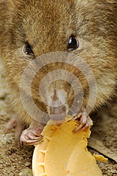 Mouse eating a cookie