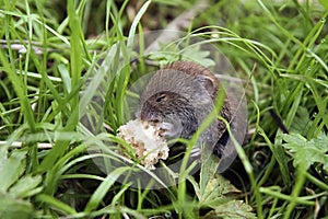 Mouse eats bread.