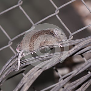 Mouse escalating wire