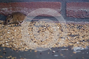 A mouse is feasting on seeds spilled from a bird feeder.
