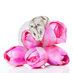 Mouse on flowers