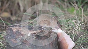 A mouse in the forest eats lard brought by a man. Wood Mice Apodemus sylvaticus