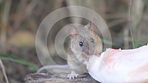 A mouse in the forest eats lard brought by a man. Wood Mice Apodemus sylvaticus
