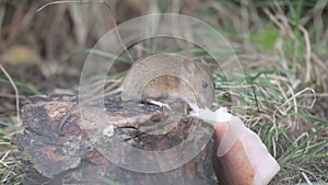 A mouse in the forest eats lard. Wood Mice Apodemus sylvaticus