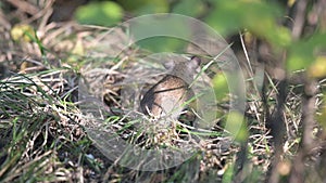 A mouse in the forest, hiding in the grass. Wood Mice Apodemus sylvaticus