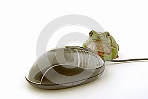 Mouse and frog