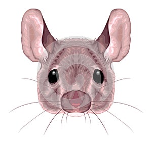 Mouse frontal view, vector isolated animal