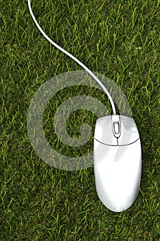 Mouse on the grass