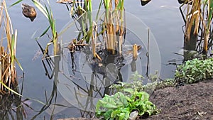 Mouse on the ground close ducks on. Nature reeds, field mice eat grain and run underground, a beautiful reservoir, Sunny