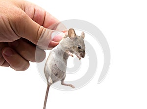 Mouse in hand