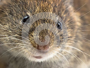 Mouse head close up