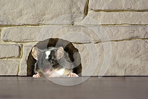 Mouse in hole