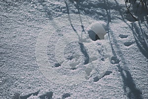 Mouse hole in winter with snow with traces in front of the entrance