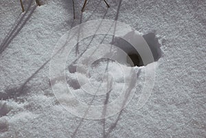 Mouse hole in winter with snow with traces in front of the entrance