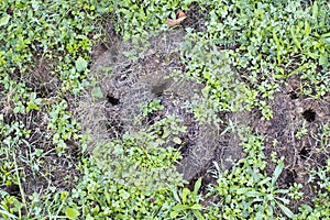 Mouse holes on garden lawn