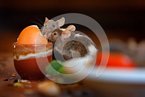 Mouse at he home kitchen. Rat mouse, Rattus norvegicus, eats food rest rubbish from dirty plate dishes, animal bahaviour in