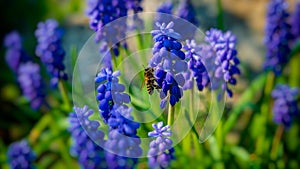 Mouse hyacinth in the spring garden