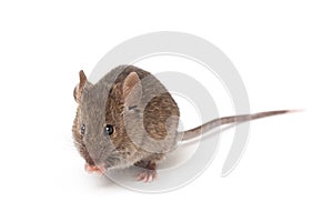 Mouse isolated on white