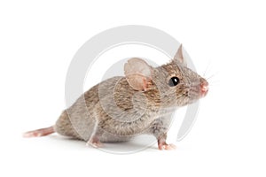 Mouse isolated on white photo