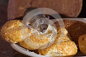 Mouse in the kitchen