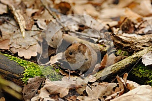 Mouse in the Leaves