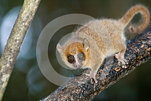 Mouse Lemur photo