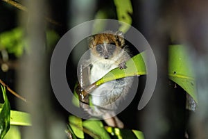 Mouse Lemur perched on a branch of a tree in Andasibe National Park, Madagascar