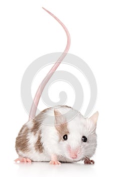 Mouse with a long tail