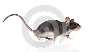 Myš dlouho ocas běh 