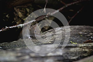 Mouse looking out from his cave