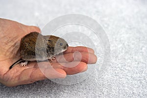 A mouse on a man's hand