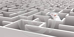 Mouse Maze