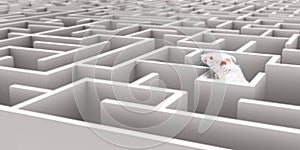 Mouse Maze photo