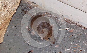 Mouse. The mouse is a pest in the house. Mouse nibbles close-up. Concept of home rodent pests . photo