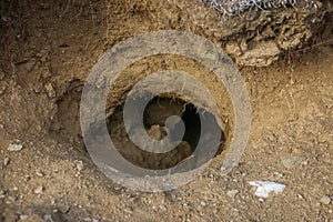Mouse natural hole