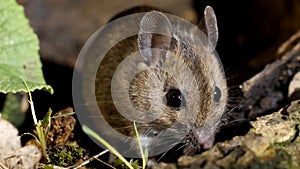 Mouse in Nature - Side View