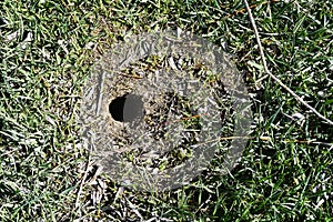 Mouse nests in nature, mouse nest in a lot of places