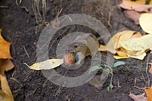 Mouse with a nut on the ground
