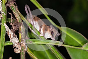 Mouse Opossum